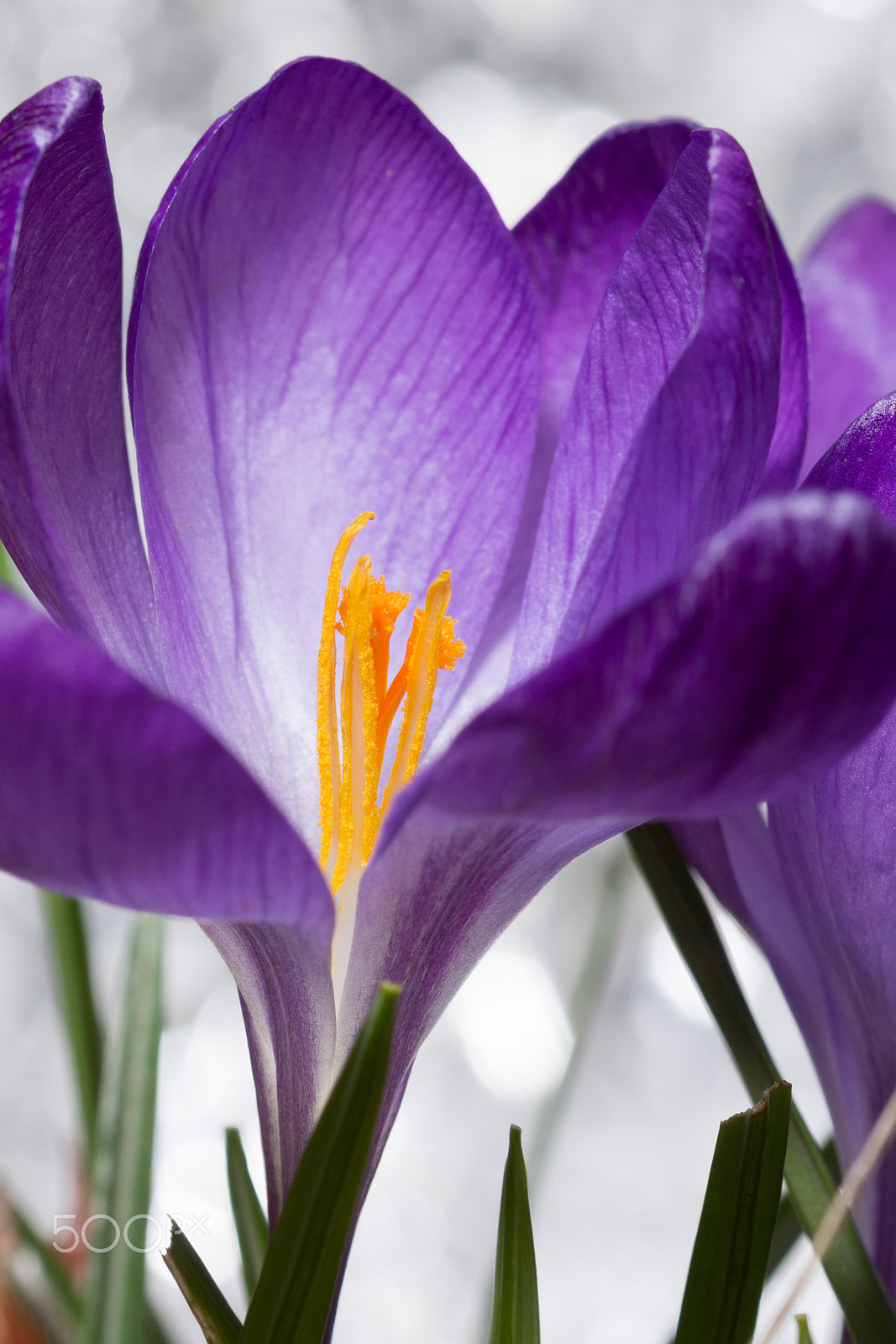 Sony SLT-A65 (SLT-A65V) + 105mm F2.8 sample photo. Garden beauty photography