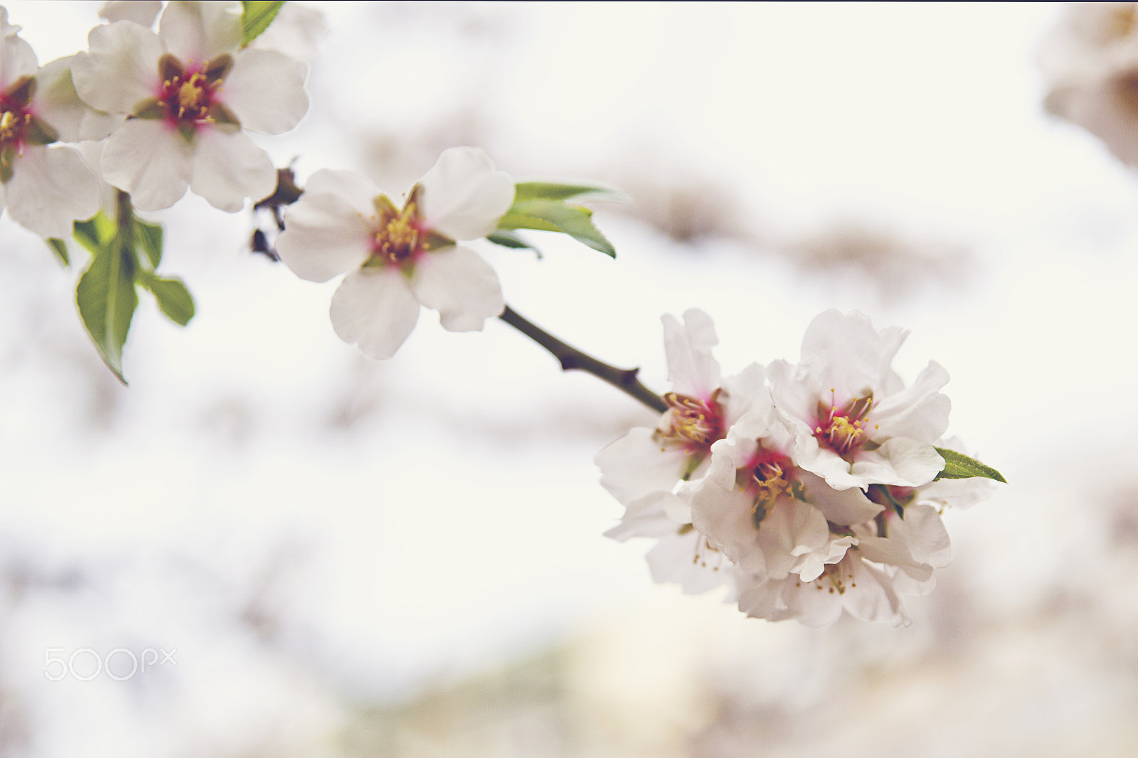 Sigma 24-70mm F2.8 EX DG HSM sample photo. Flores de almendro photography