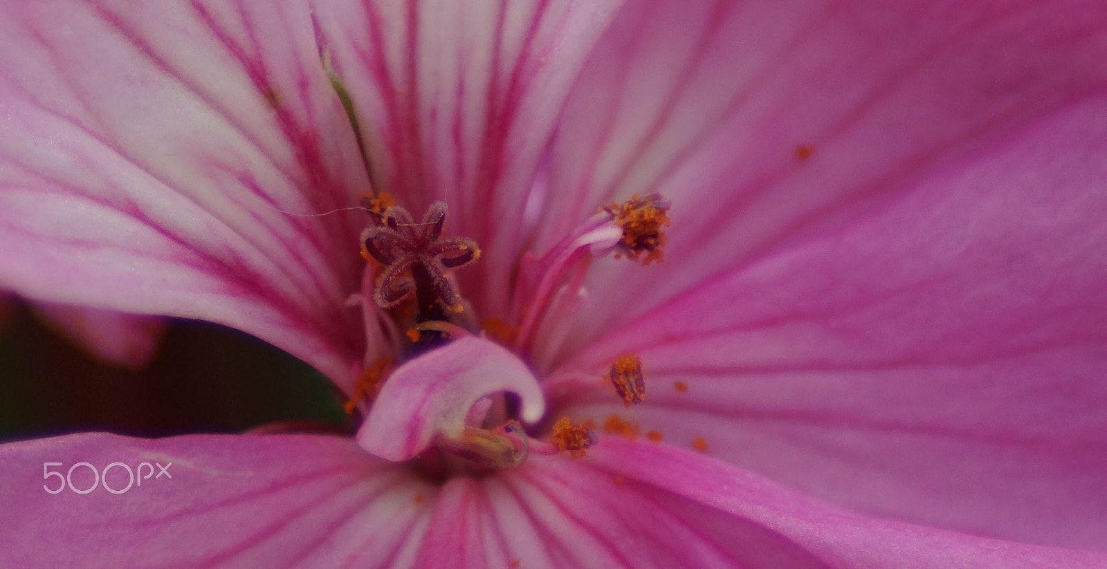 Sony SLT-A65 (SLT-A65V) + Tamron Lens (255) sample photo. Pink beauty photography