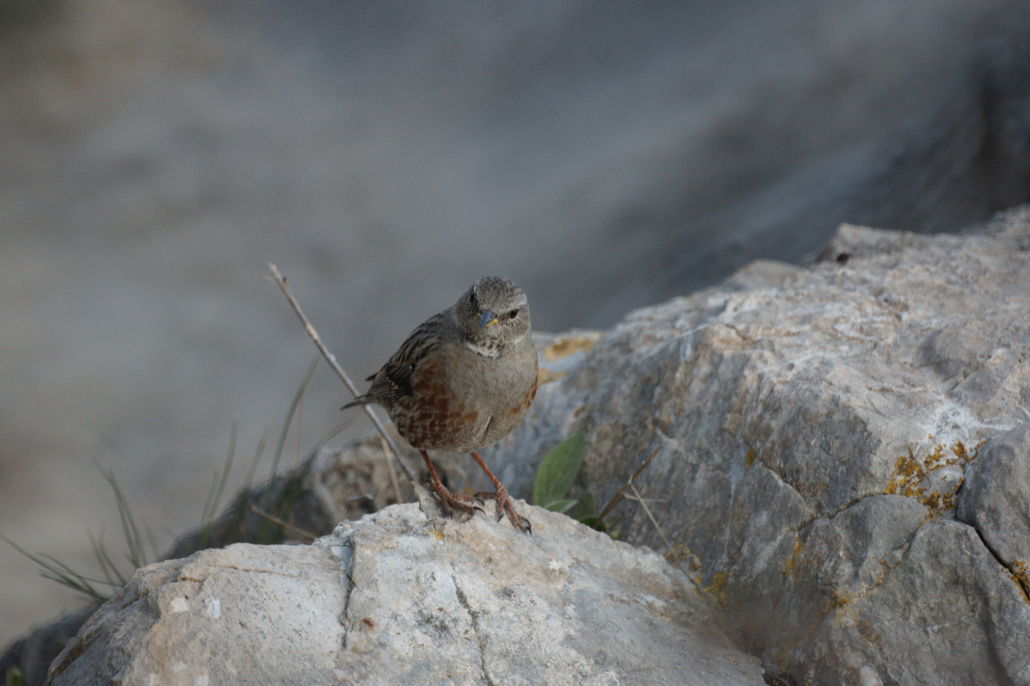 Sony Alpha DSLR-A700 + Sony 500mm F8 Reflex sample photo. Little bird photography