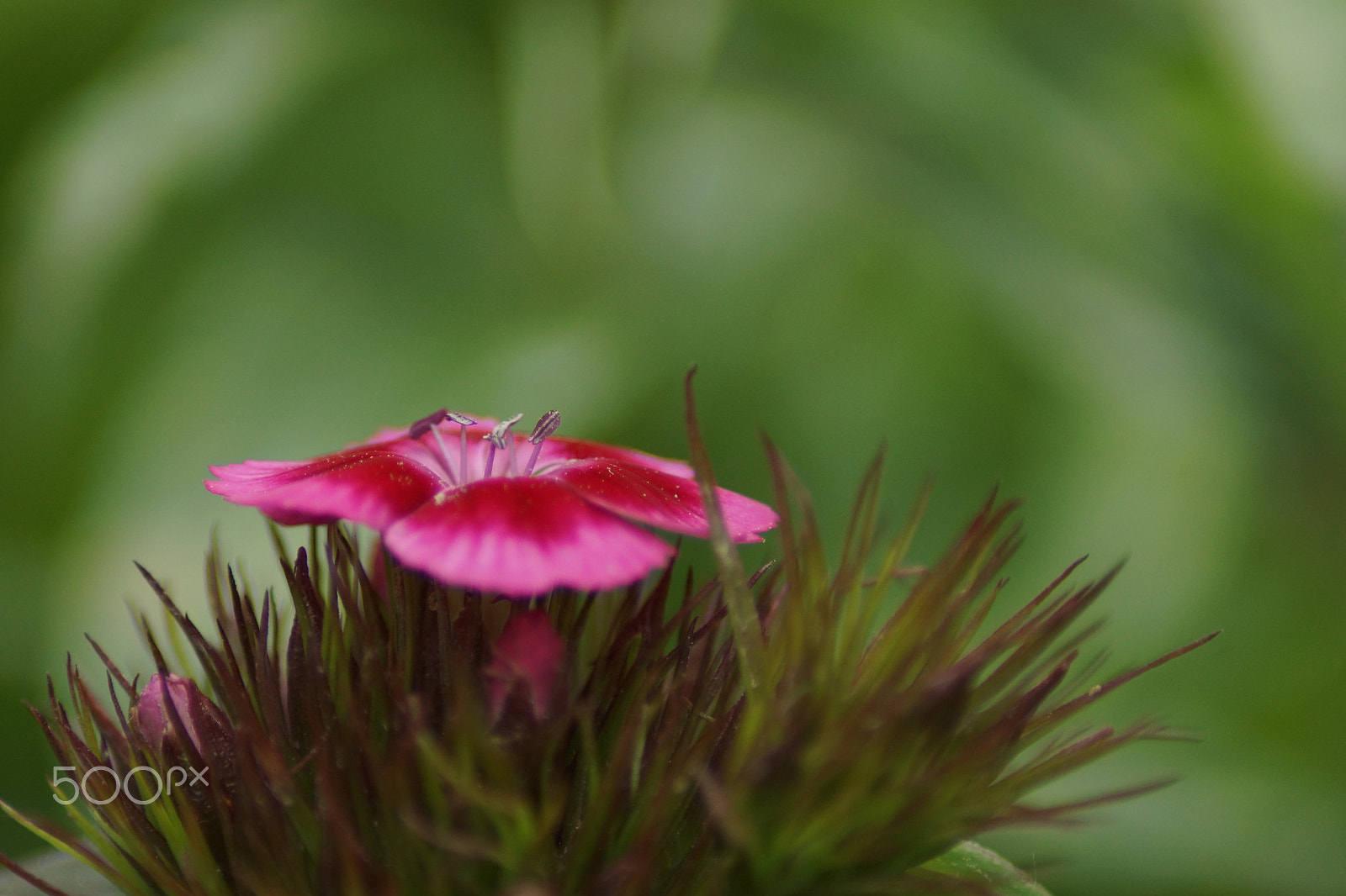 Sony SLT-A65 (SLT-A65V) + Tamron Lens (255) sample photo. Flower photography