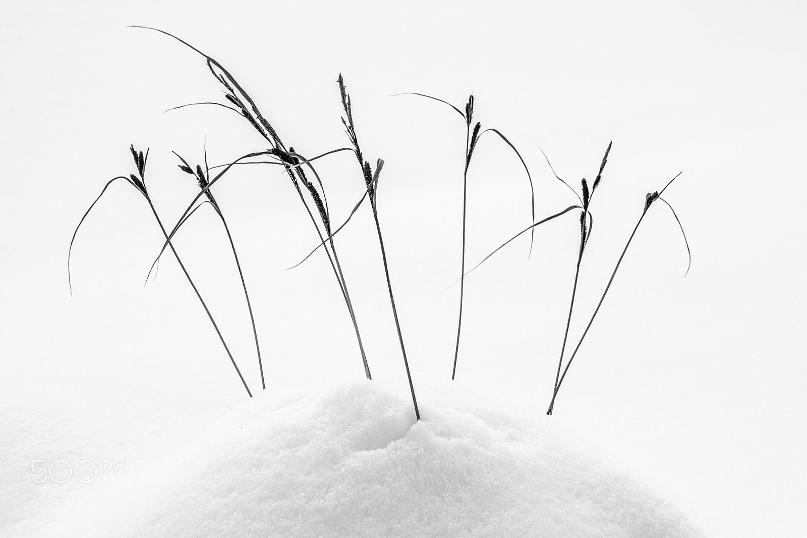 Sigma 18-250mm F3.5-6.3 DC OS HSM sample photo. Winter grass photography