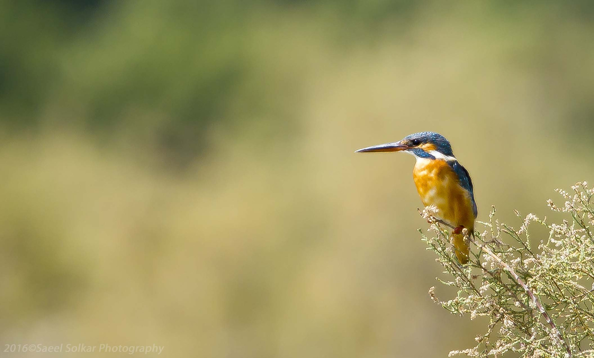 Canon EF 100-400mm F4.5-5.6L IS USM sample photo. Kingfisher photography