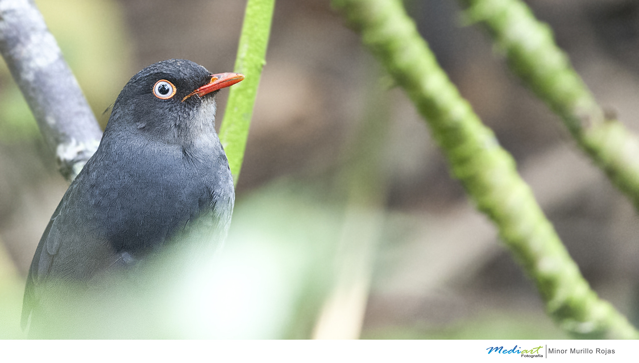 Nikon D700 + Nikon AF-S Nikkor 300mm F4D ED-IF sample photo. Sooty thrush photography