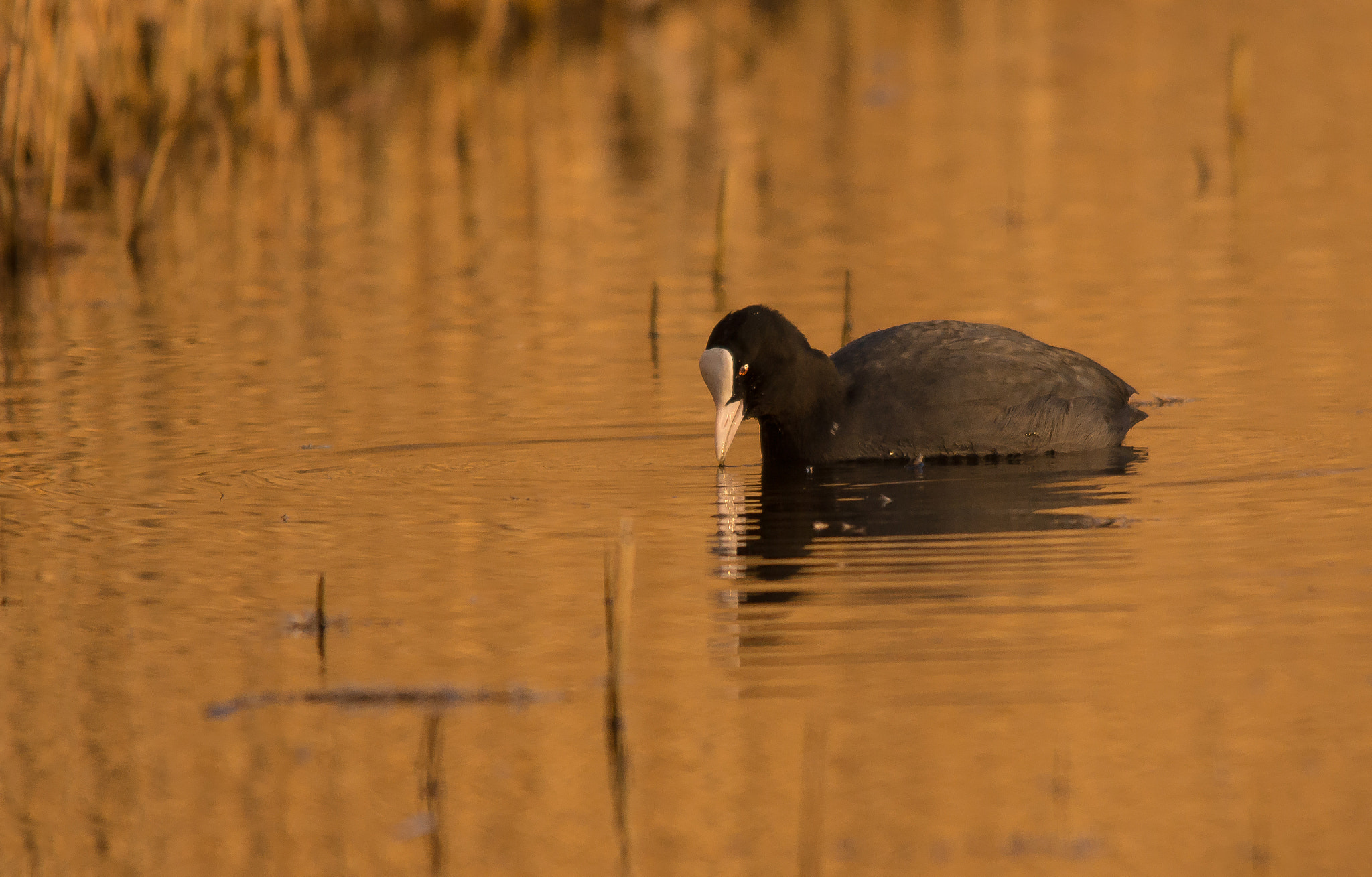 Sigma 150-500mm F5-6.3 DG OS HSM sample photo. Blässhuhn photography