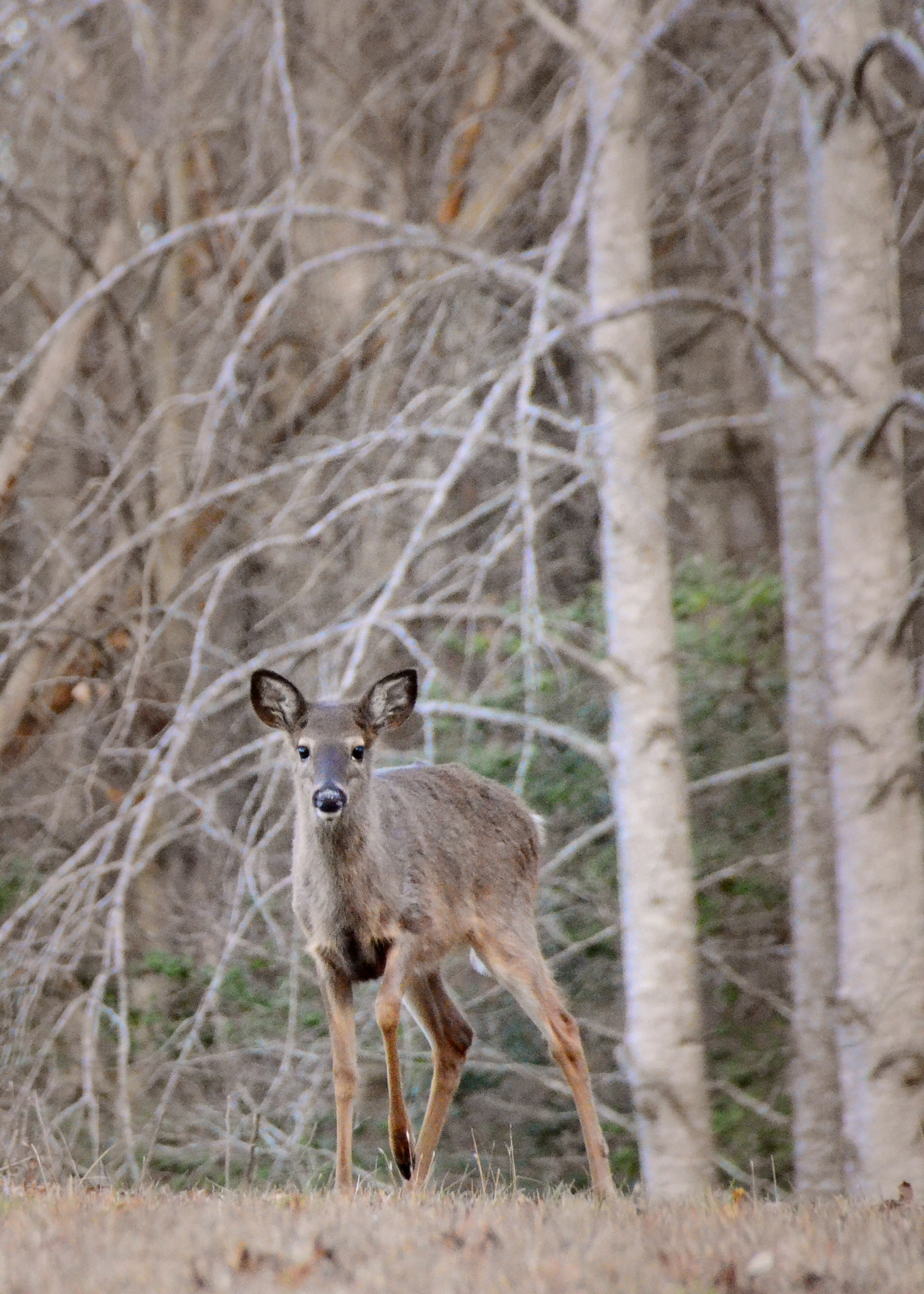 AF-S Zoom-Nikkor 80-200mm f/2.8D IF-ED sample photo. Hello deer photography