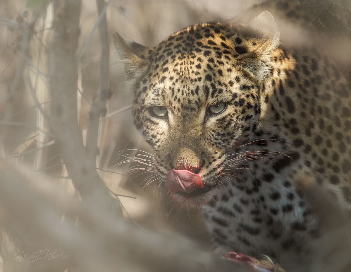 Canon EF 300mm F2.8L IS II USM sample photo. Nkonyana female photography
