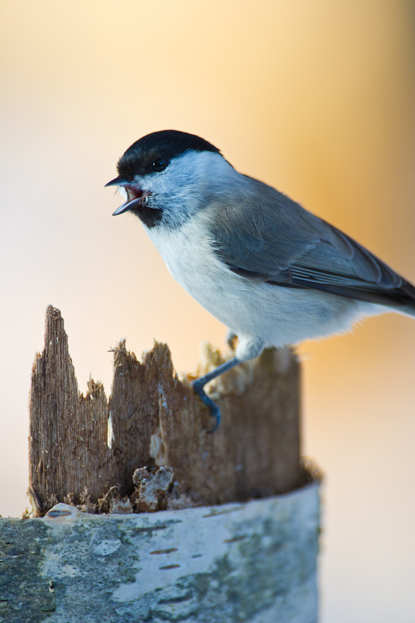 AF-S Nikkor 300mm f/2.8D IF-ED II sample photo. I sing my song in the morning :) photography