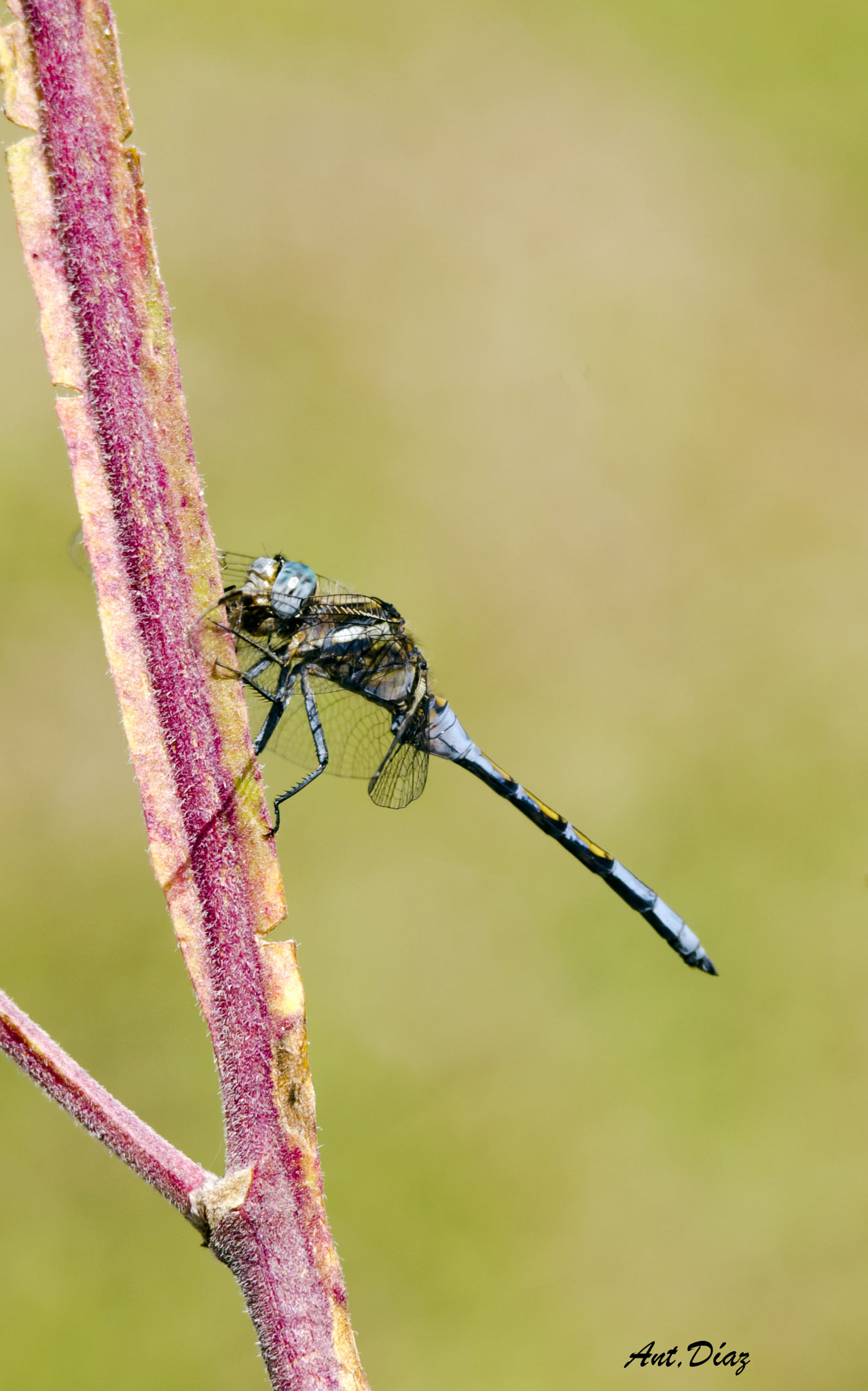 Sigma 120-400mm F4.5-5.6 DG OS HSM sample photo. Dragonfly photography