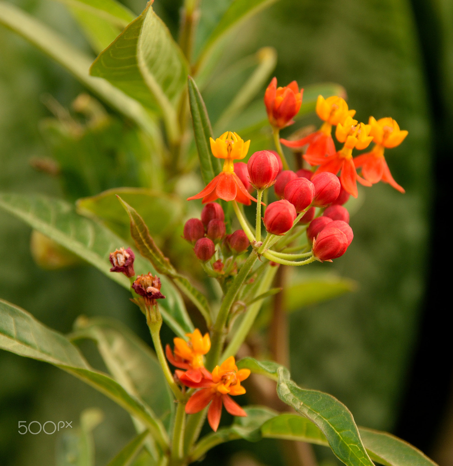 Sigma 18-200mm F3.5-6.3 DC OS HSM sample photo. Blood flower (asclepias curassavica) photography