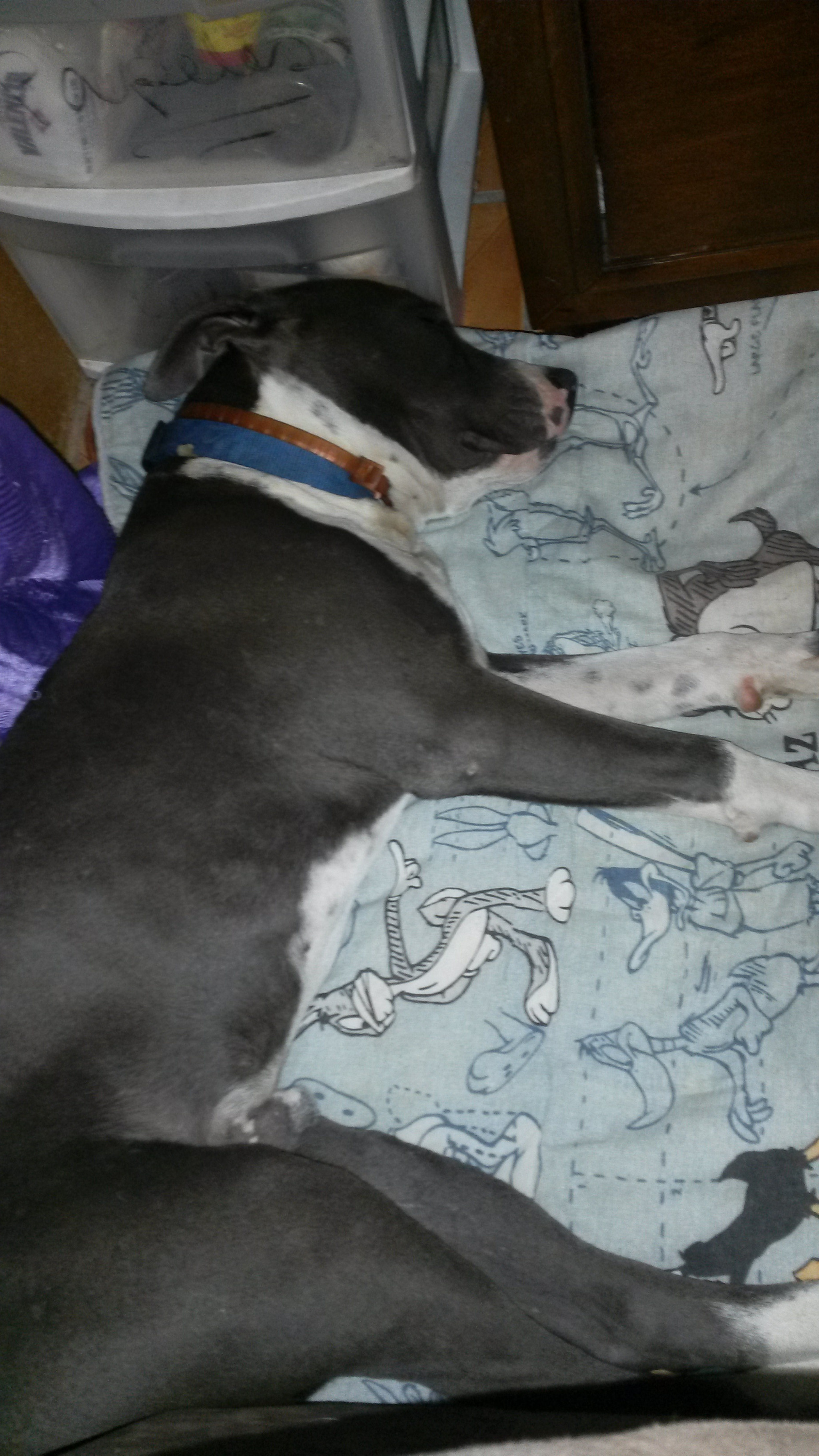 Samsung Galaxy Mega 6.3 sample photo. My dog max photography