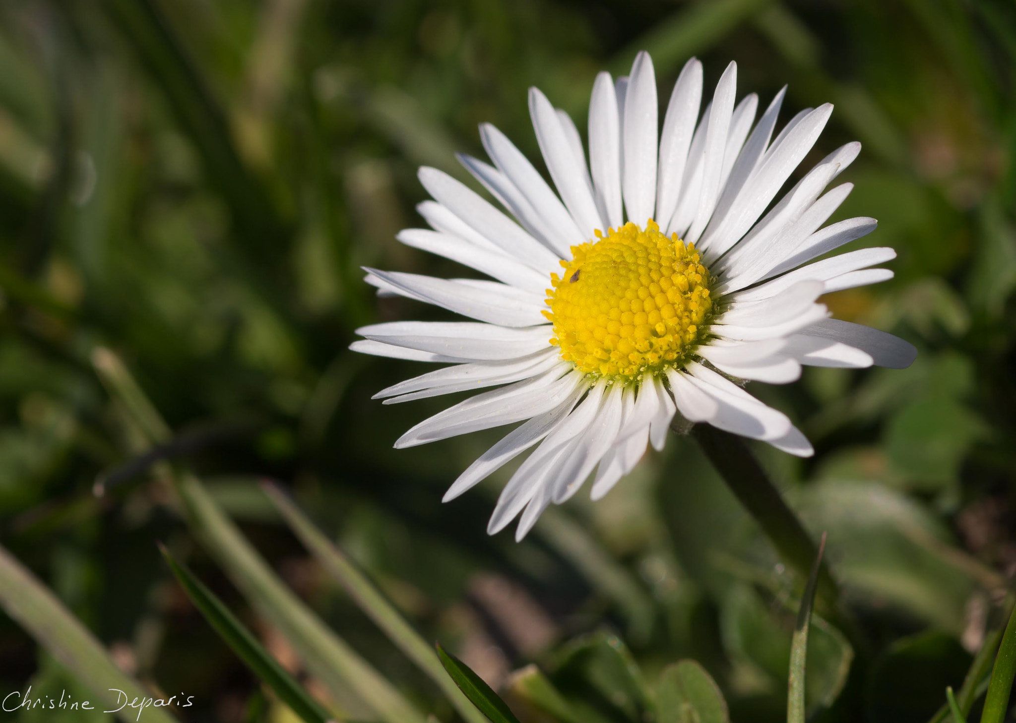 Canon EOS 700D (EOS Rebel T5i / EOS Kiss X7i) + Canon EF 100mm F2.8 Macro USM sample photo. Daisy photography