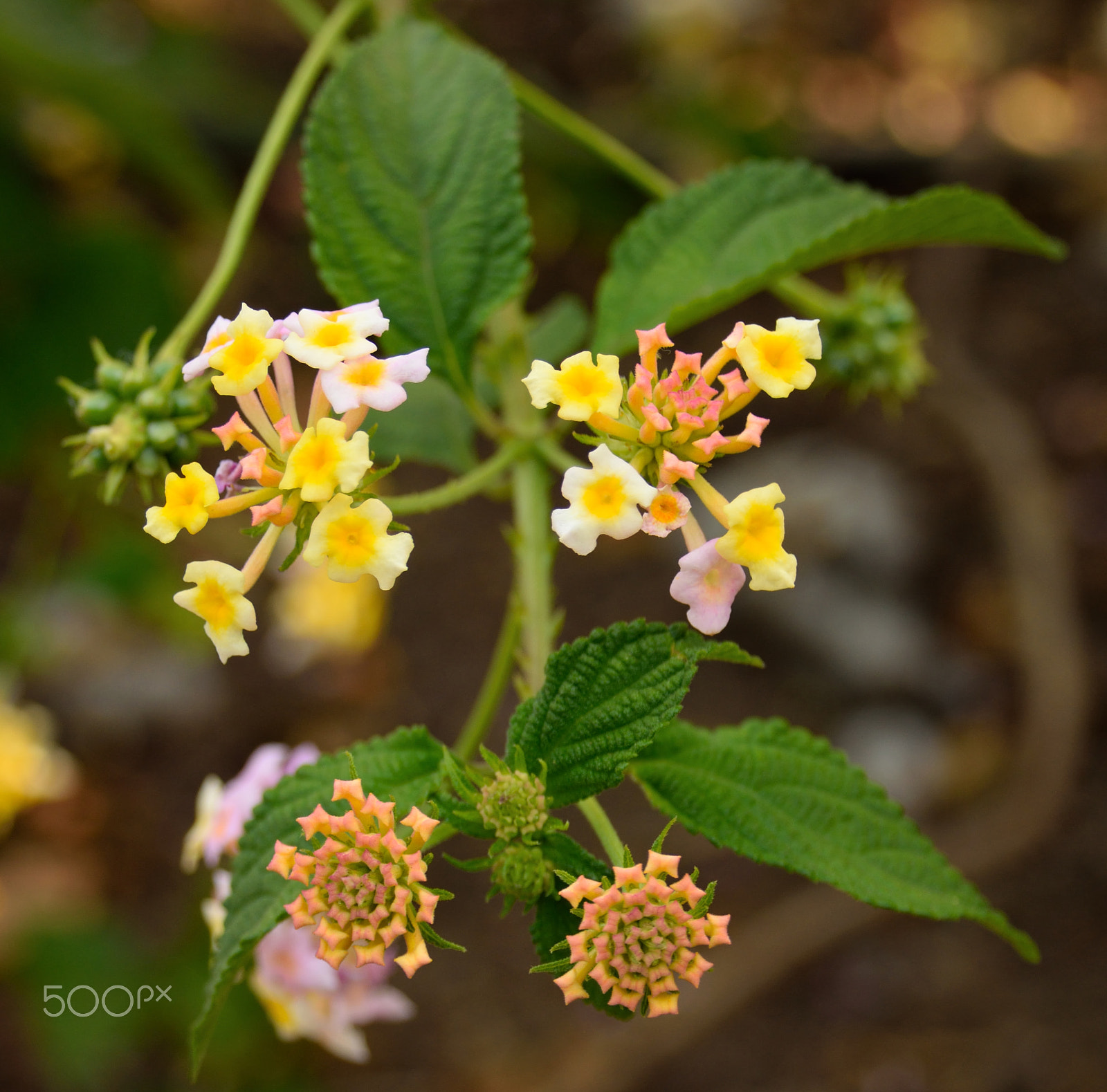 Sigma 18-200mm F3.5-6.3 DC OS HSM sample photo. Lantana camara photography