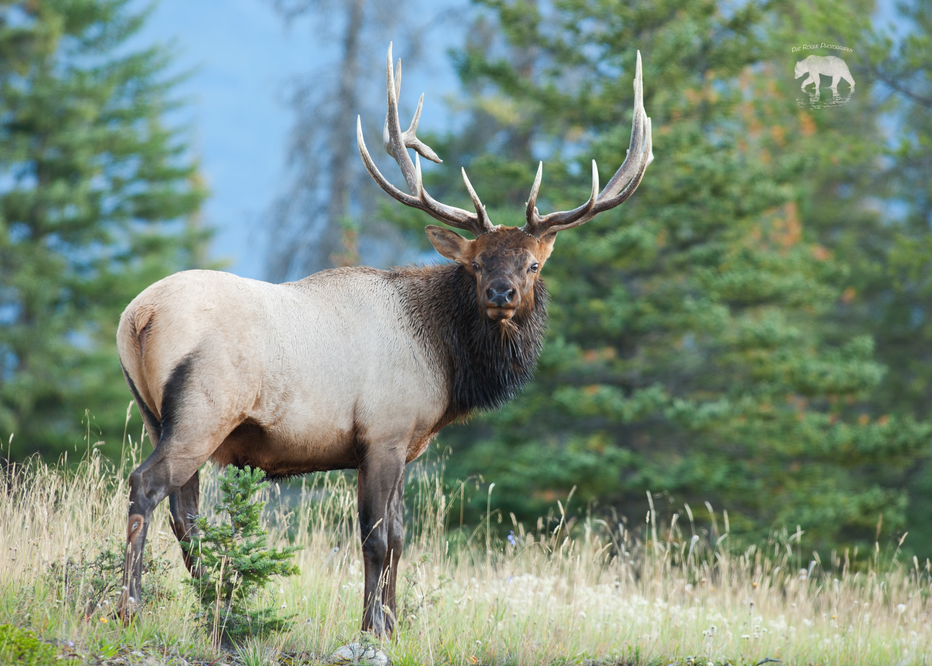 Canon EOS 5D + Canon EF 300mm f/2.8L sample photo. Majestic bull elk photography