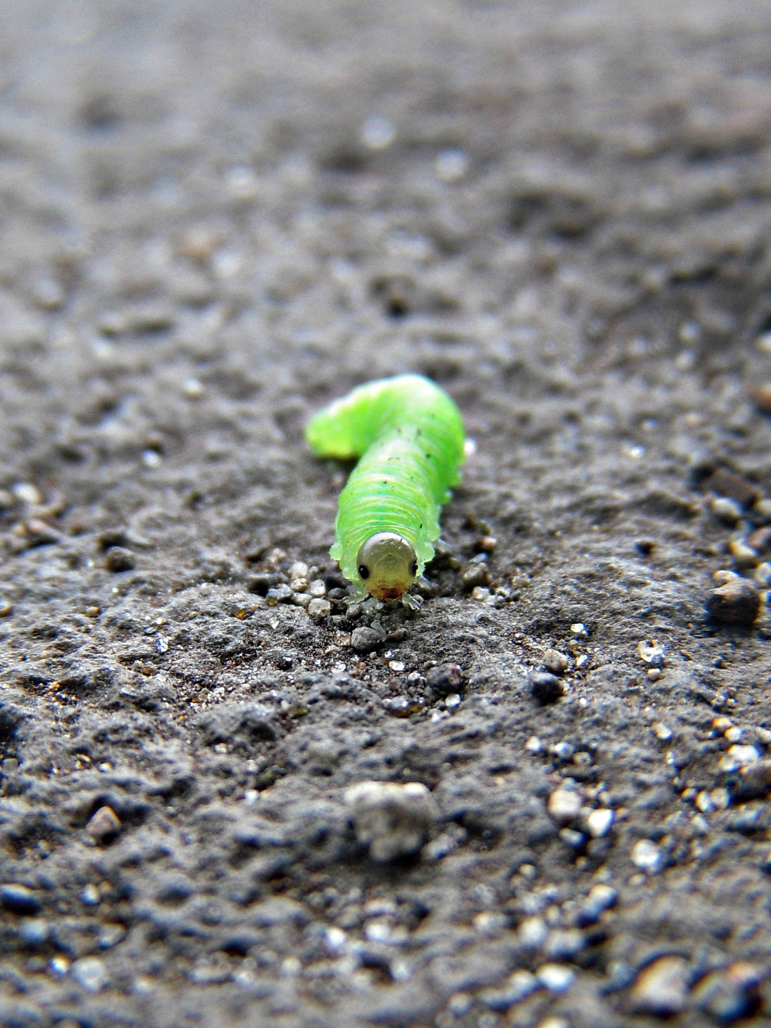 Nikon Coolpix S52 sample photo. Neon inchworm photography