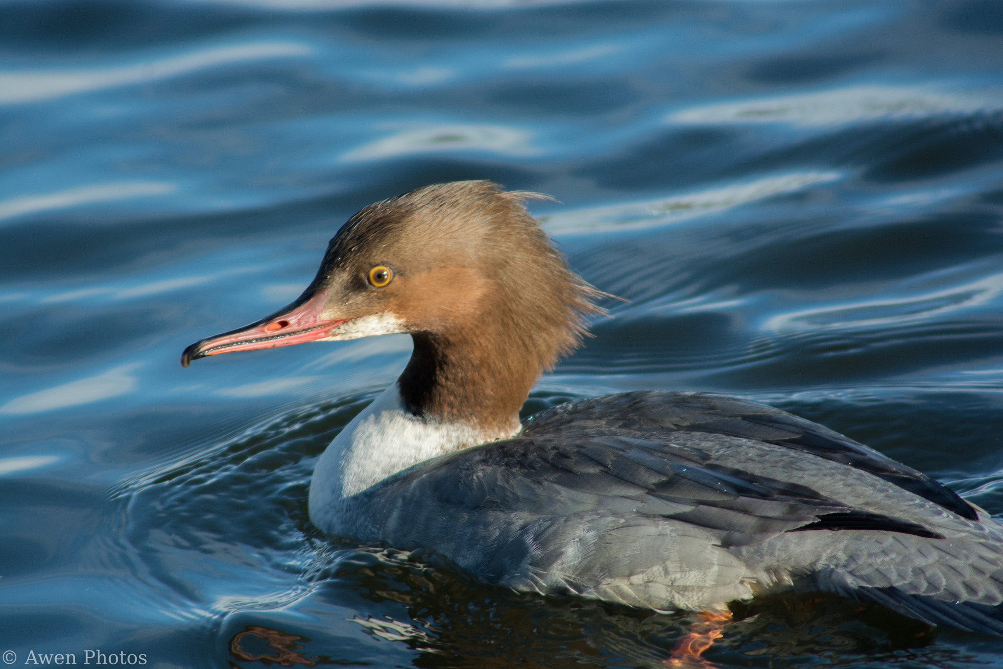 Sigma APO 400mm F5.6 sample photo. Female gooseander duck photography