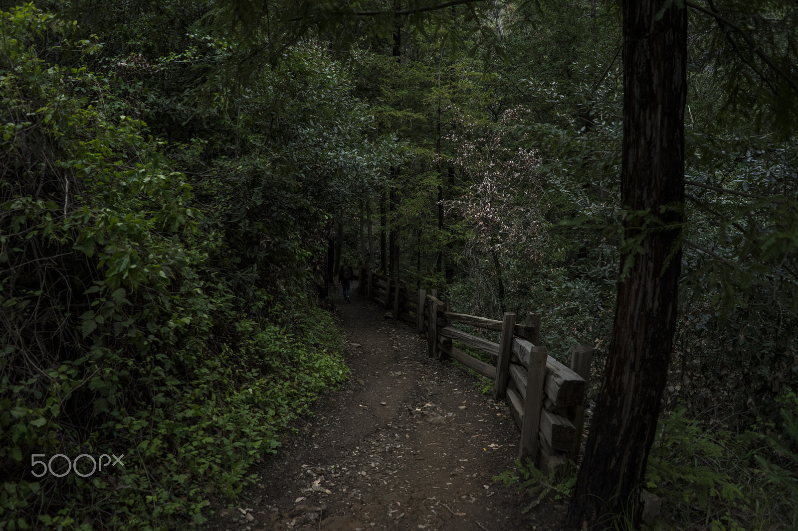 FE 21mm F2.8 sample photo. Pfeiffer paradise photography