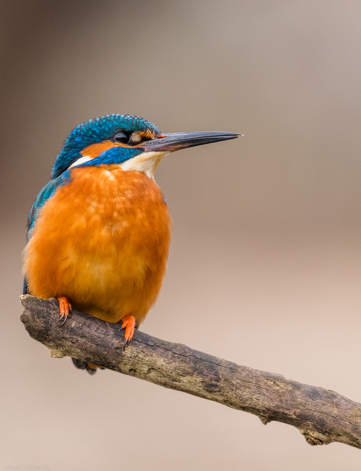 Canon EF 100-400mm F4.5-5.6L IS II USM sample photo. Kingfisher, leeds ... photography