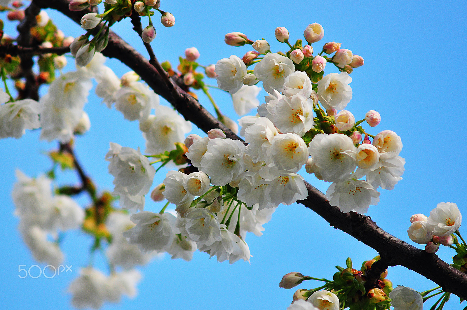 Nikon D90 + AF Zoom-Nikkor 75-300mm f/4.5-5.6 sample photo. Spring cherry blossom photography
