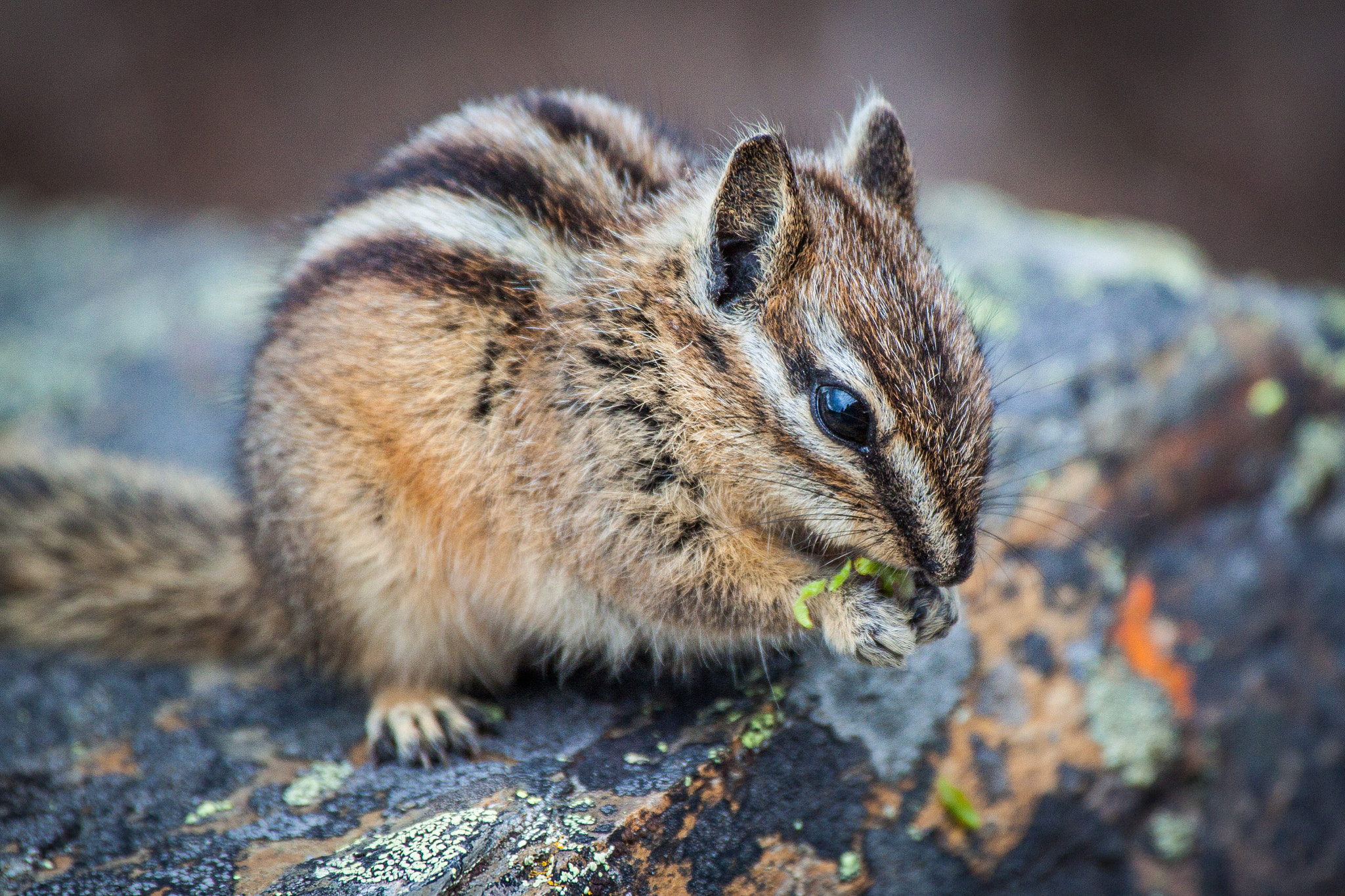 Canon EF 70-200mm F4L IS USM sample photo. Canada - chipmunk ii photography