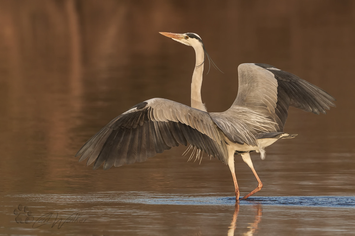 Canon EF 300mm F2.8L IS II USM sample photo. Heron riding a hippo photography