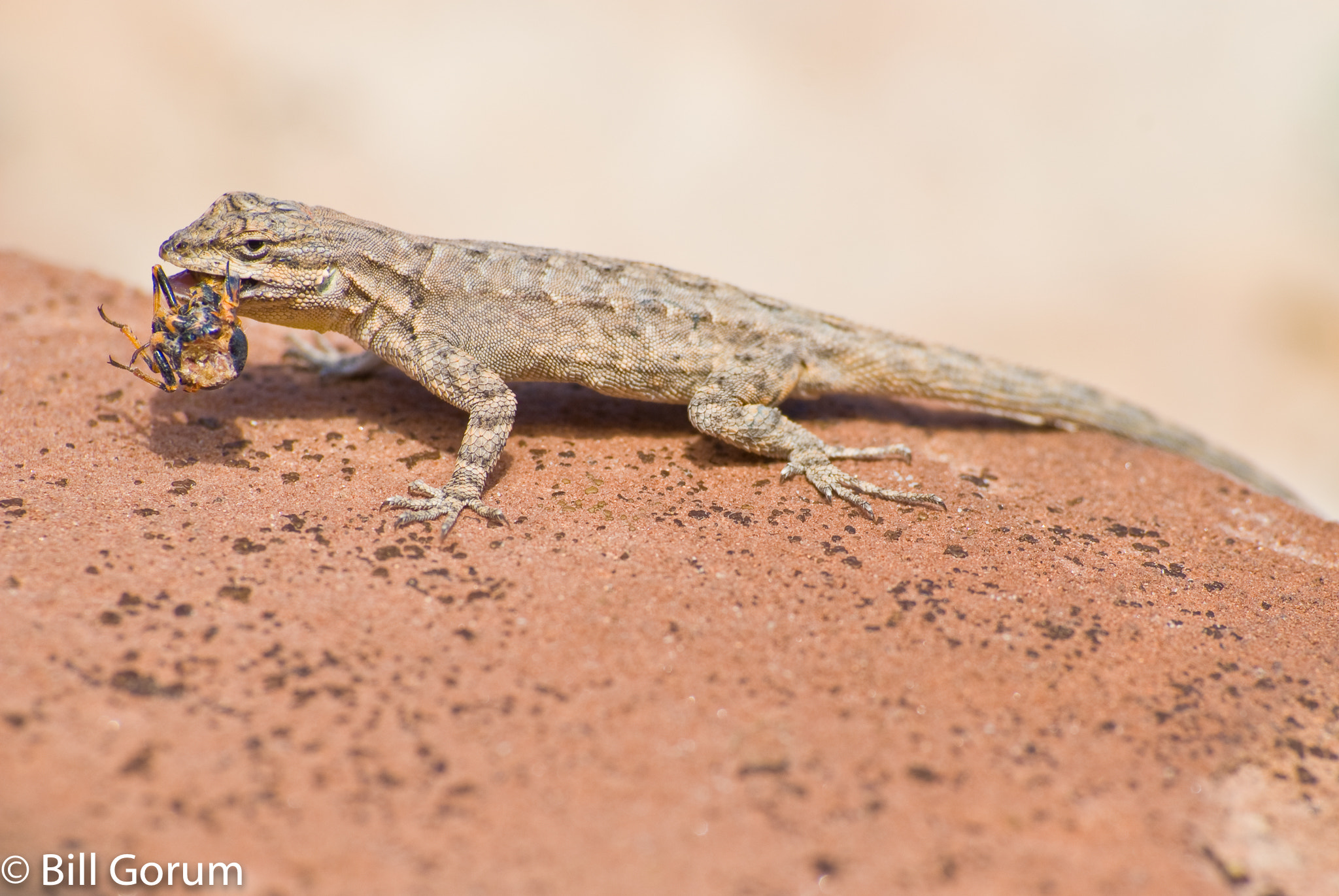 Nikon AF-Nikkor 80-200mm F2.8D ED sample photo. Tree lizard, (urosaurus ornatus), eating an insect photography