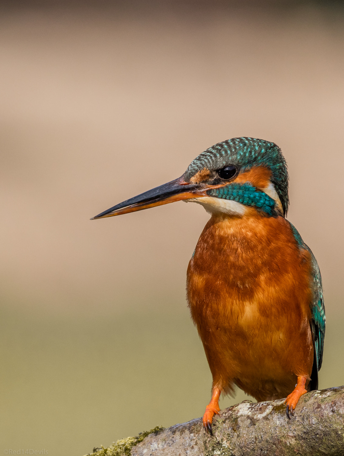 Canon EOS 5DS + Canon EF 100-400mm F4.5-5.6L IS II USM sample photo. Kingfisher, leeds photography
