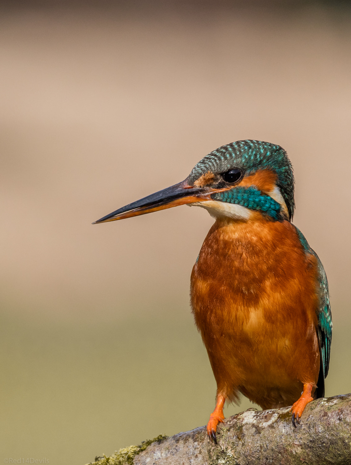 Canon EF 100-400mm F4.5-5.6L IS II USM sample photo. Kingfisher, leeds photography