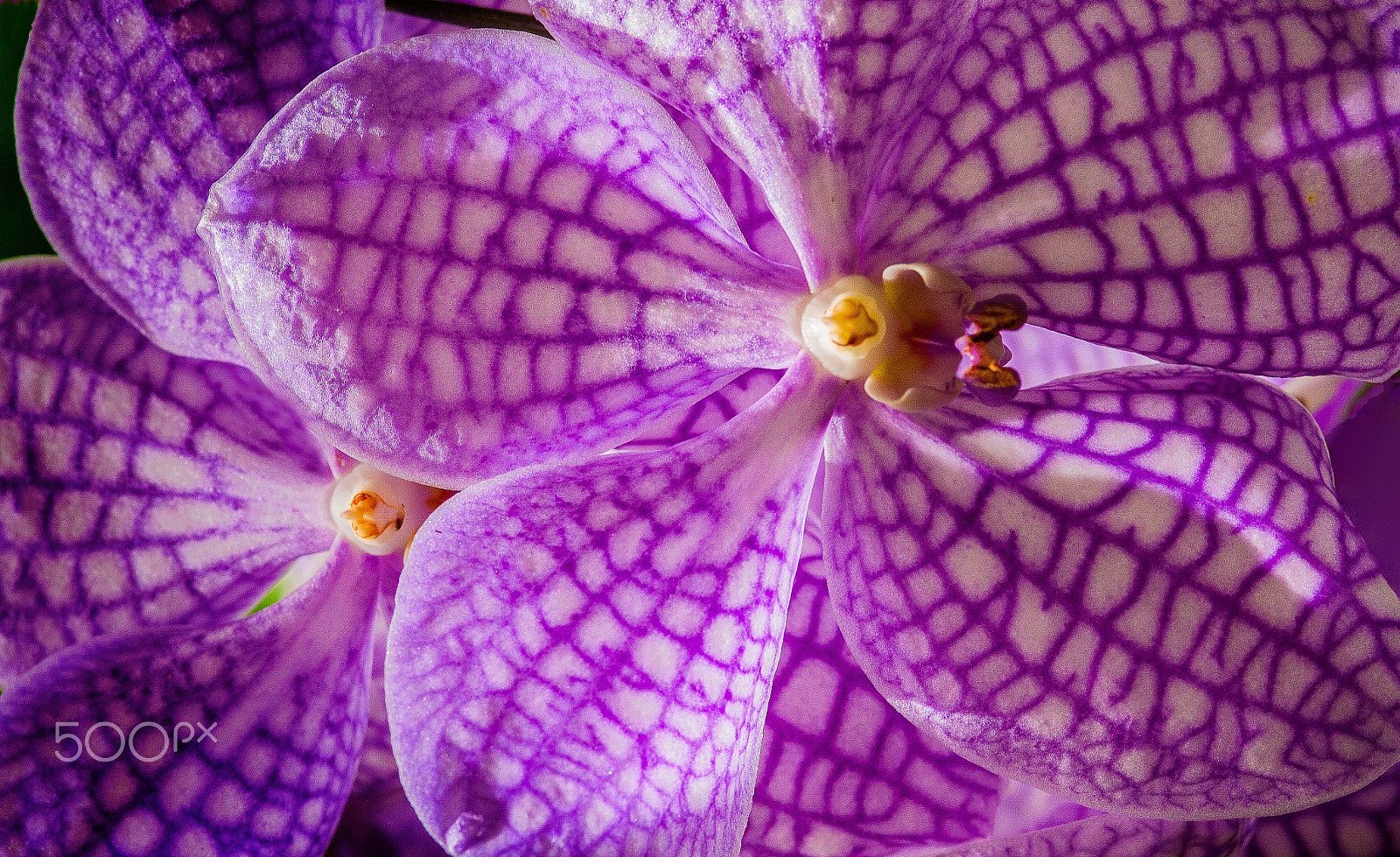 Canon EOS 50D + Sigma 105mm F2.8 EX DG Macro sample photo. Blue orchards photography