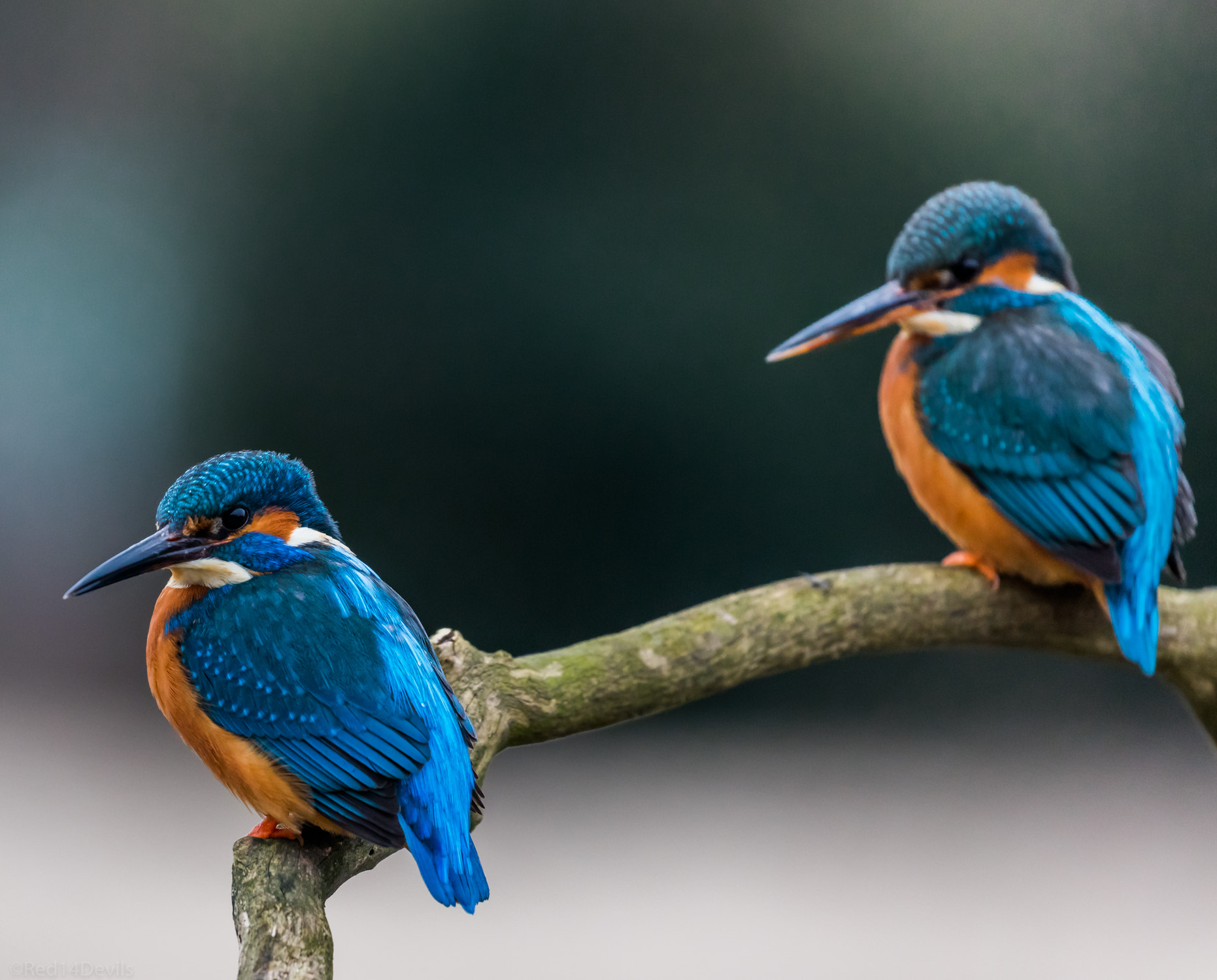 Canon EF 100-400mm F4.5-5.6L IS II USM sample photo. Mr and mrs kingfisher 2 photography