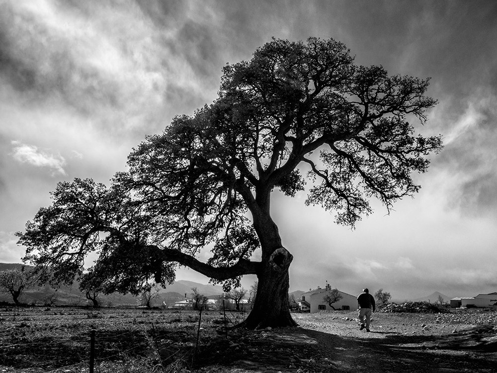 Olympus M.Zuiko Digital 14-42mm F3.5-5.6 II sample photo. An old holm oak in velez rubio, in almería province (spain) photography