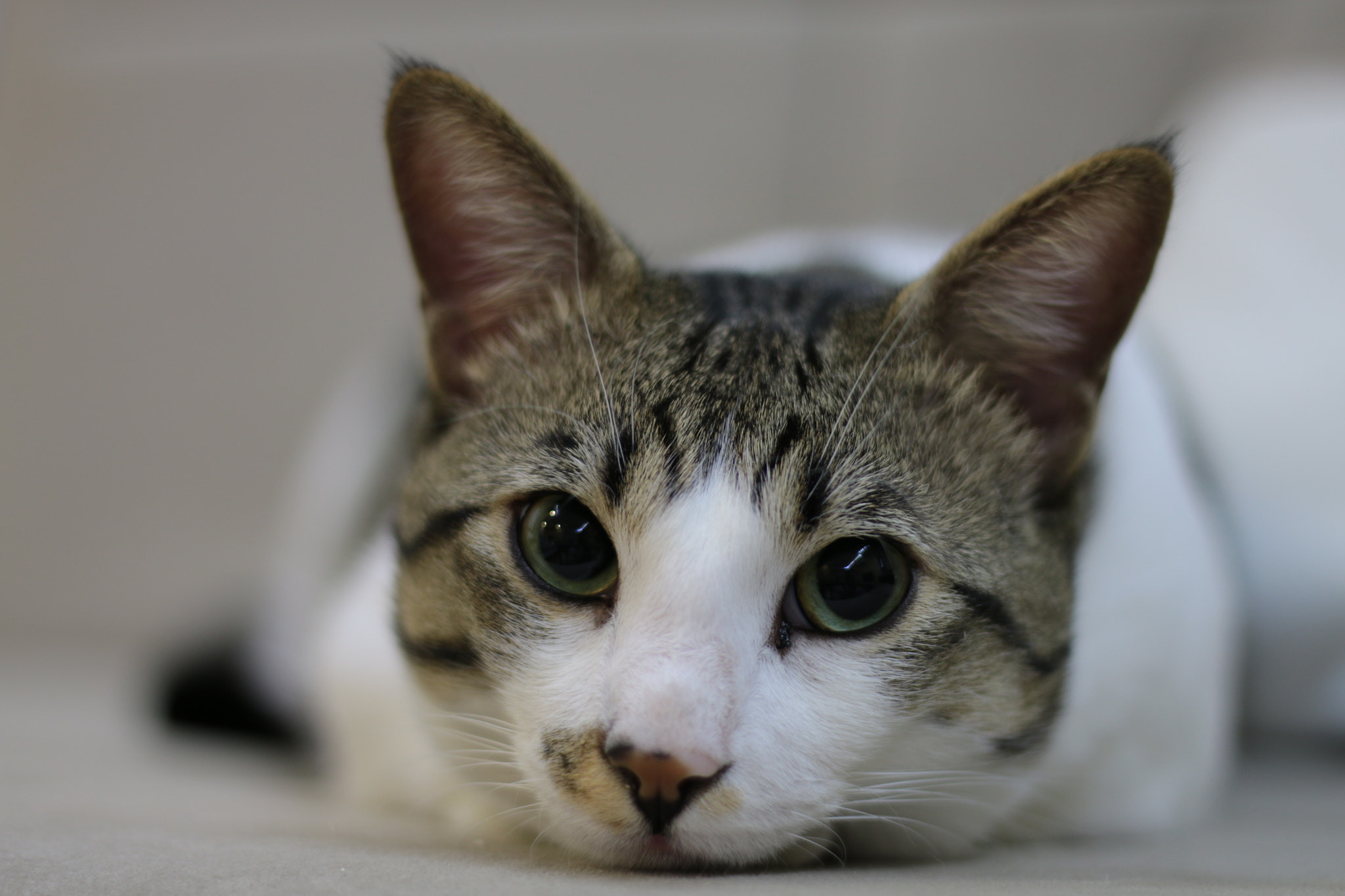 Canon EF 22-55mm f/4-5.6 USM sample photo. Face photography