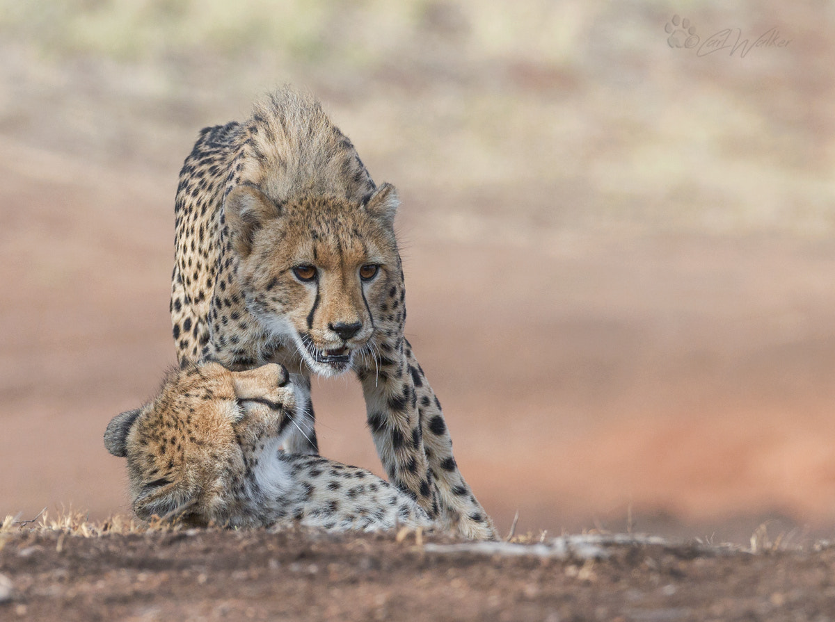Canon EF 70-200mm F2.8L IS II USM sample photo. Cub affection photography