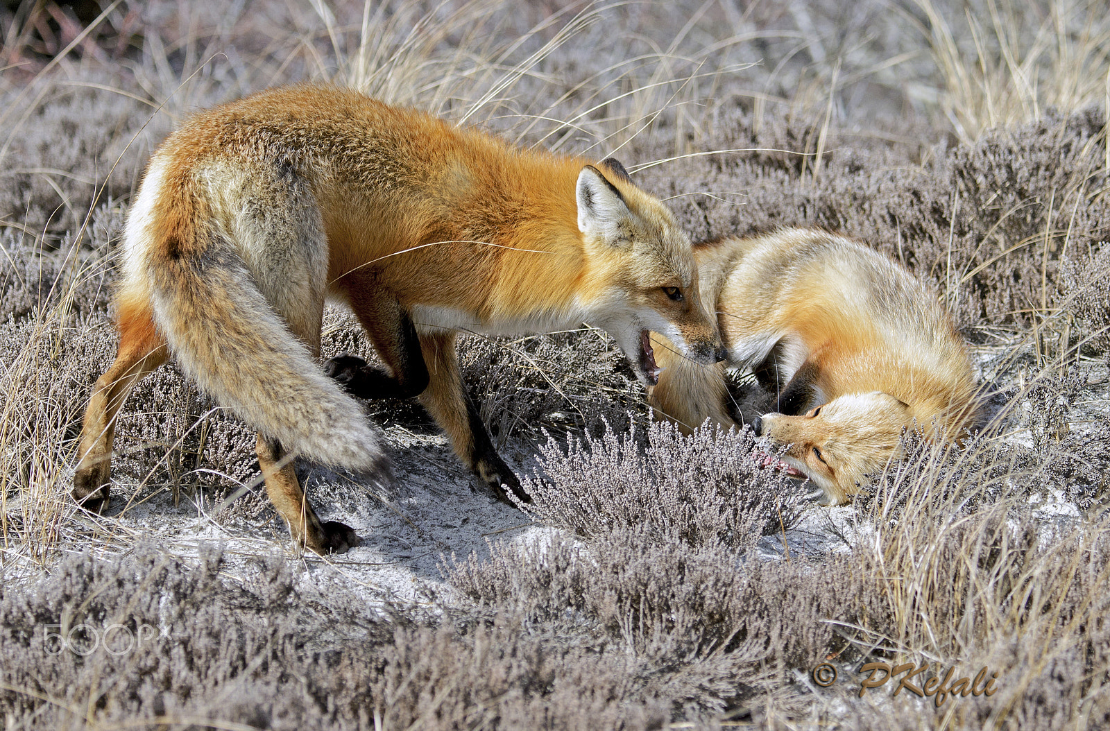 Nikon D600 sample photo. Playing around - red fox photography