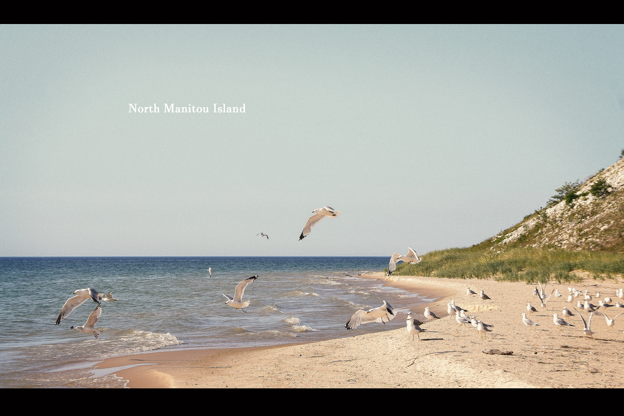 Sigma 18-200mm F3.5-6.3 DC OS HSM sample photo. Seagull island photography