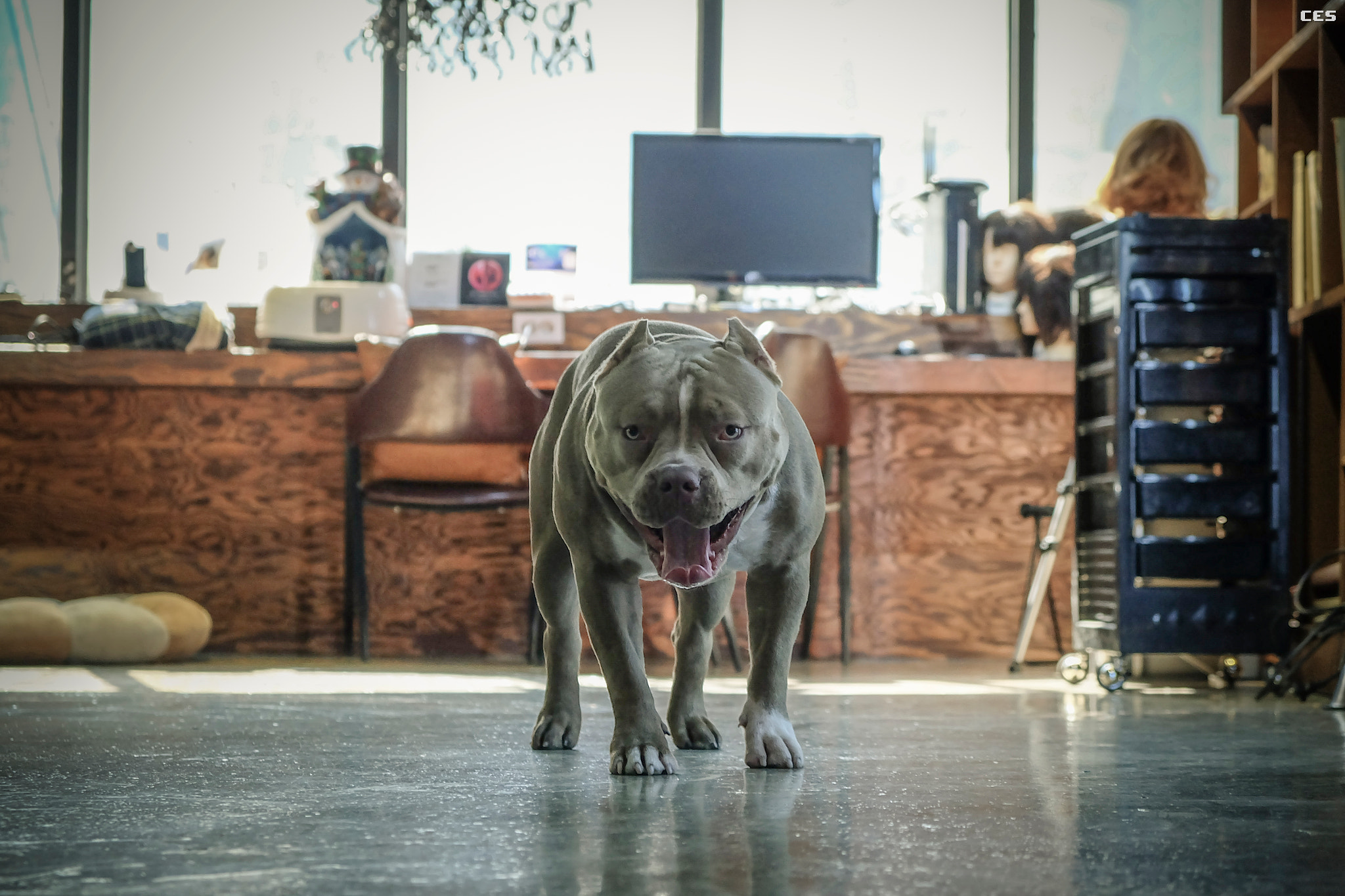 Fujifilm X-A2 + Fujifilm XF 18-55mm F2.8-4 R LM OIS sample photo. Bulldog in beauty salon photography