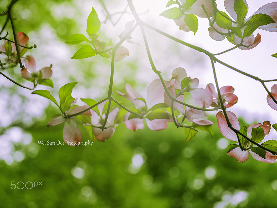Panasonic Leica DG Macro-Elmarit 45mm F2.8 ASPH OIS sample photo. Dogwoods 24 photography