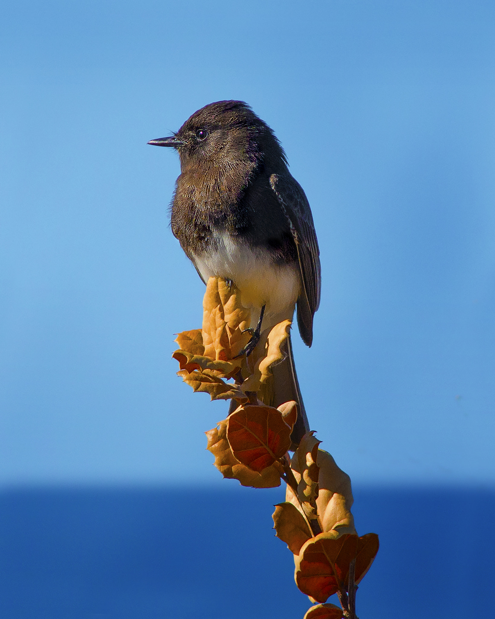 Nikon D800E + AF Nikkor 300mm f/4 IF-ED sample photo. Fly catcher photography