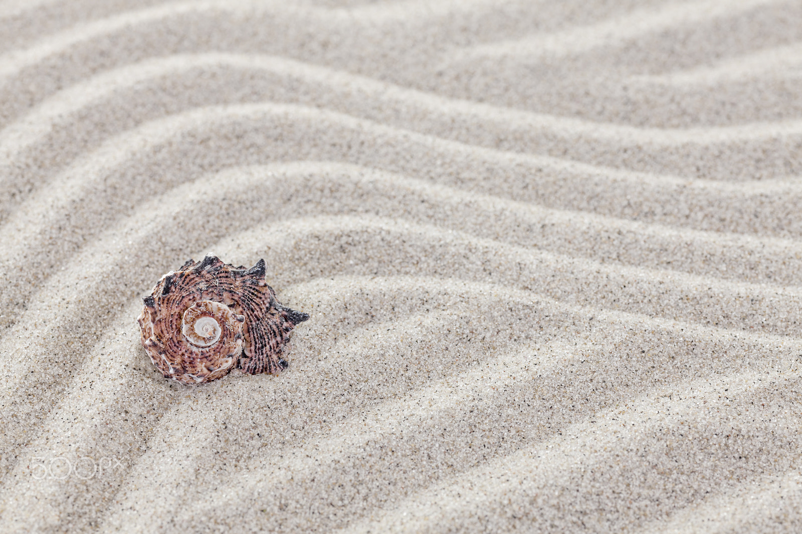 Canon EOS 5D Mark II + Sigma 70mm F2.8 EX DG Macro sample photo. Conch shell on sandy waves. photography