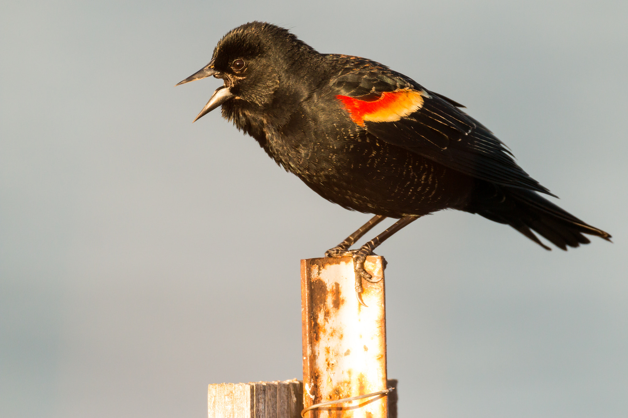 Canon EF 500mm F4L IS USM sample photo