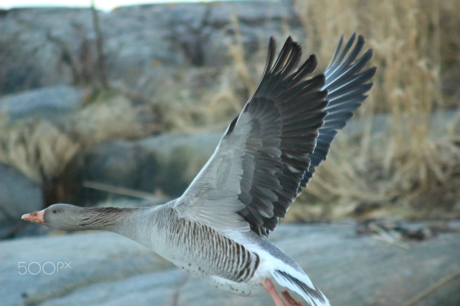 Canon EF 100-300mm f/5.6 sample photo. Gås photography
