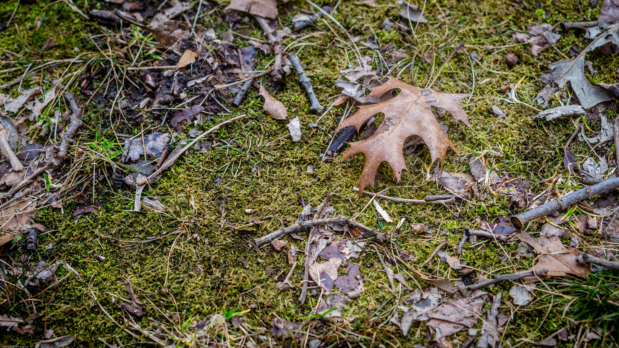 Sony Alpha a5000 (ILCE 5000) + E 50mm F1.8 OSS sample photo. Remains of winter meet sprouts of spring photography