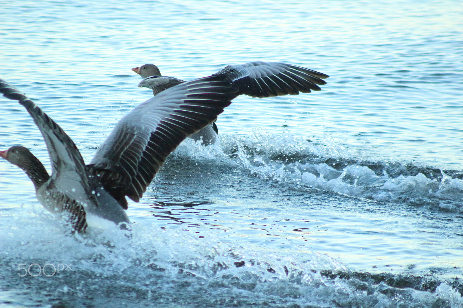 Canon EF 100-300mm f/5.6 sample photo. Goose photography