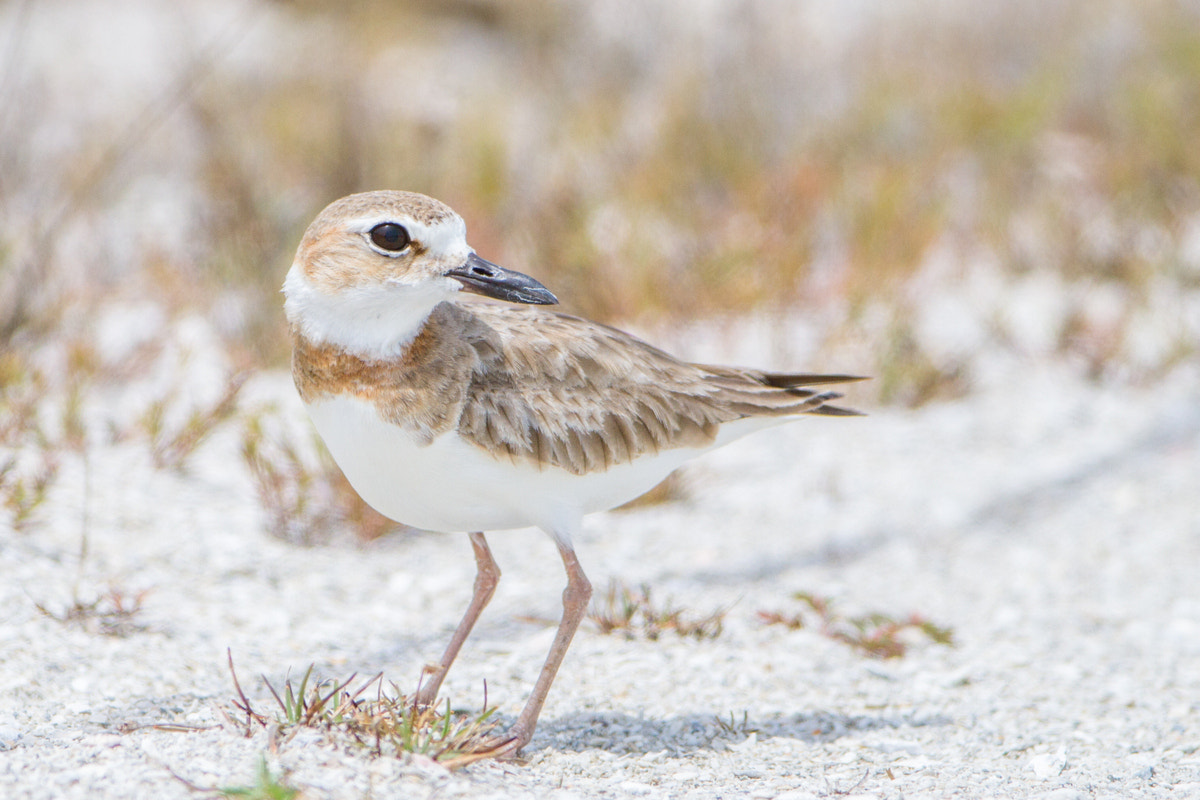 Canon EF 200-400mm F4L IS USM Extender 1.4x sample photo. Wilson's plover photography