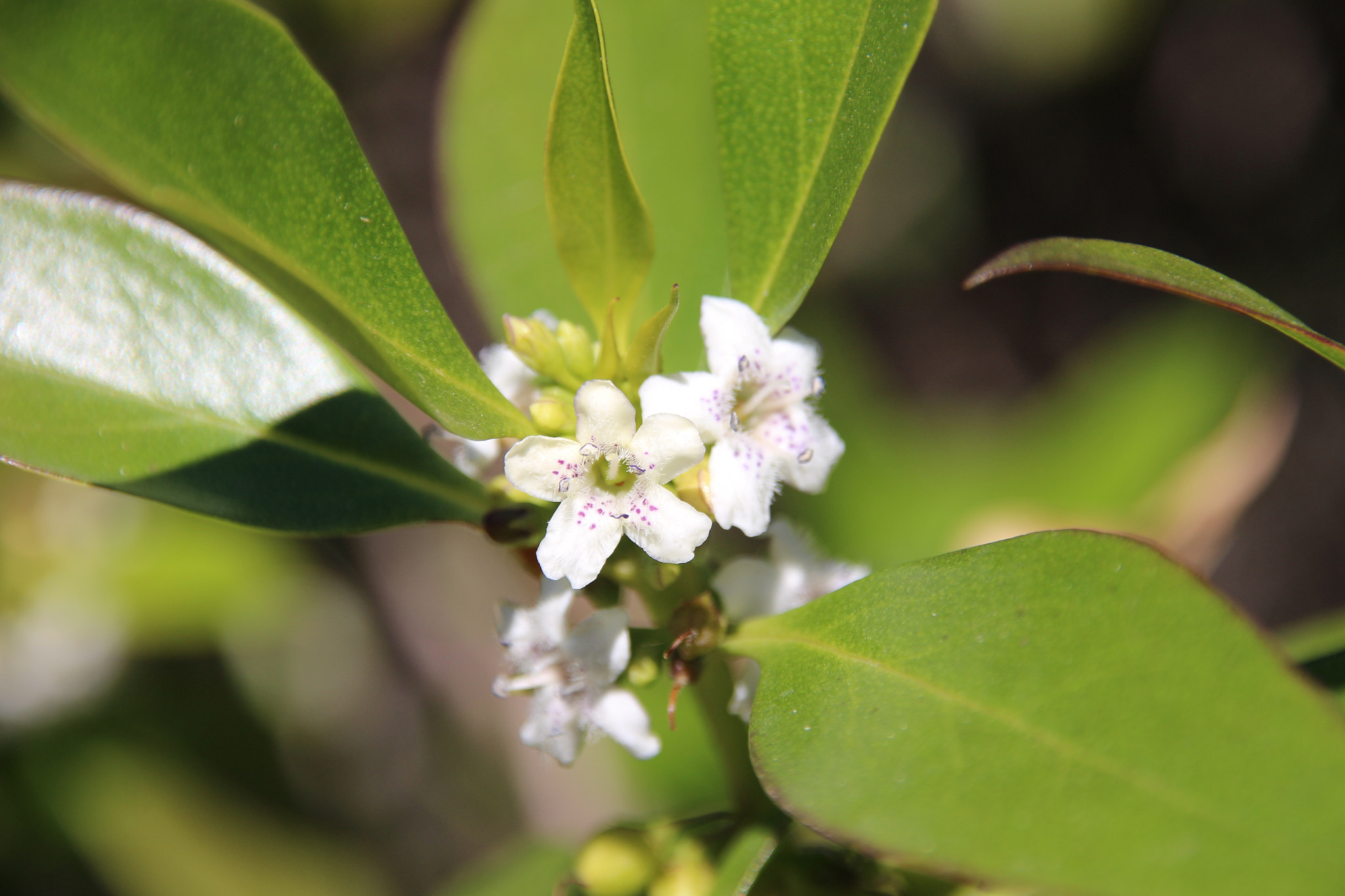 Sigma 18-200mm f/3.5-6.3 DC OS sample photo. Naturaleza photography