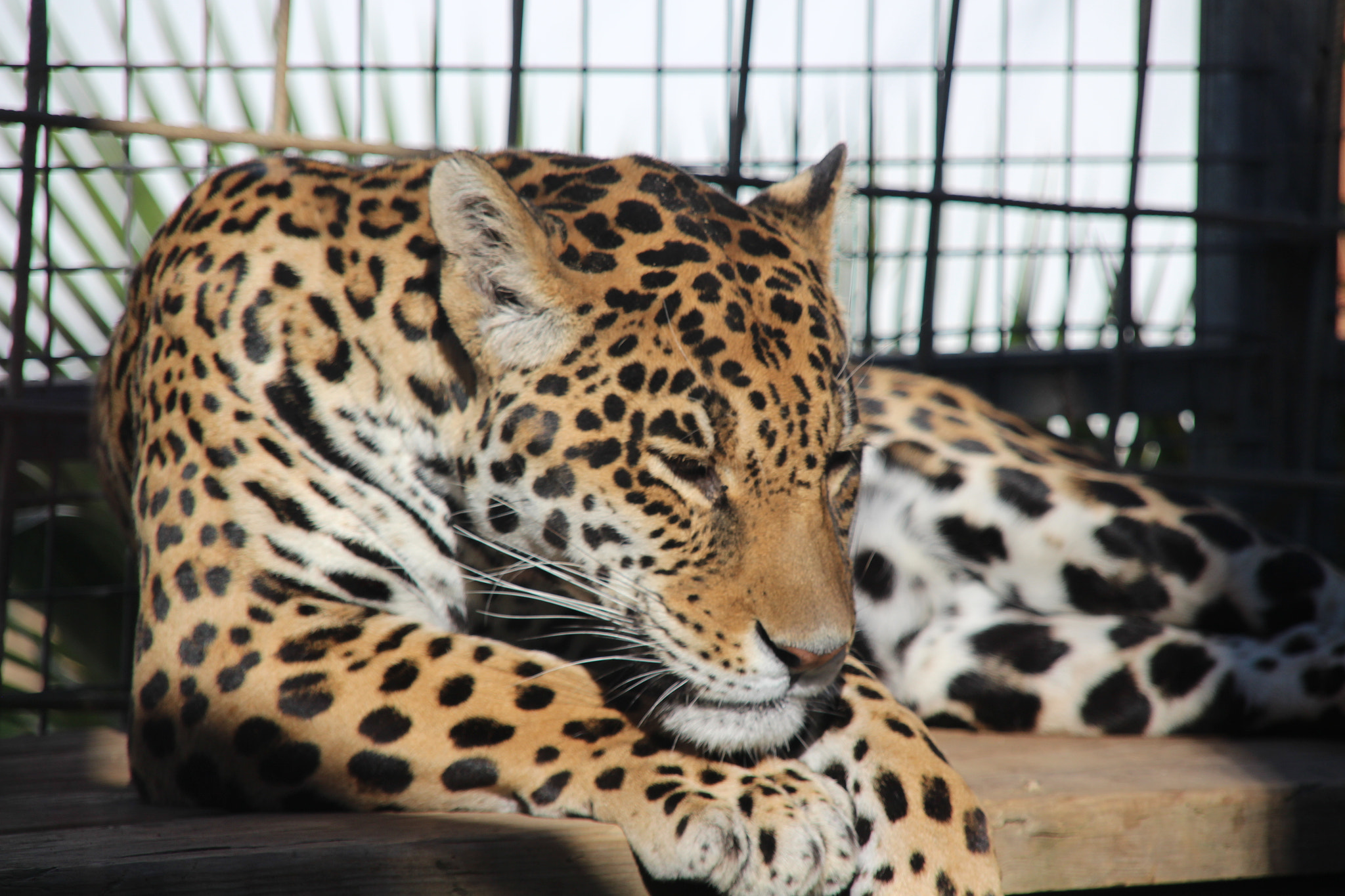 Sigma 18-200mm f/3.5-6.3 DC OS sample photo. Hermoso animal photography