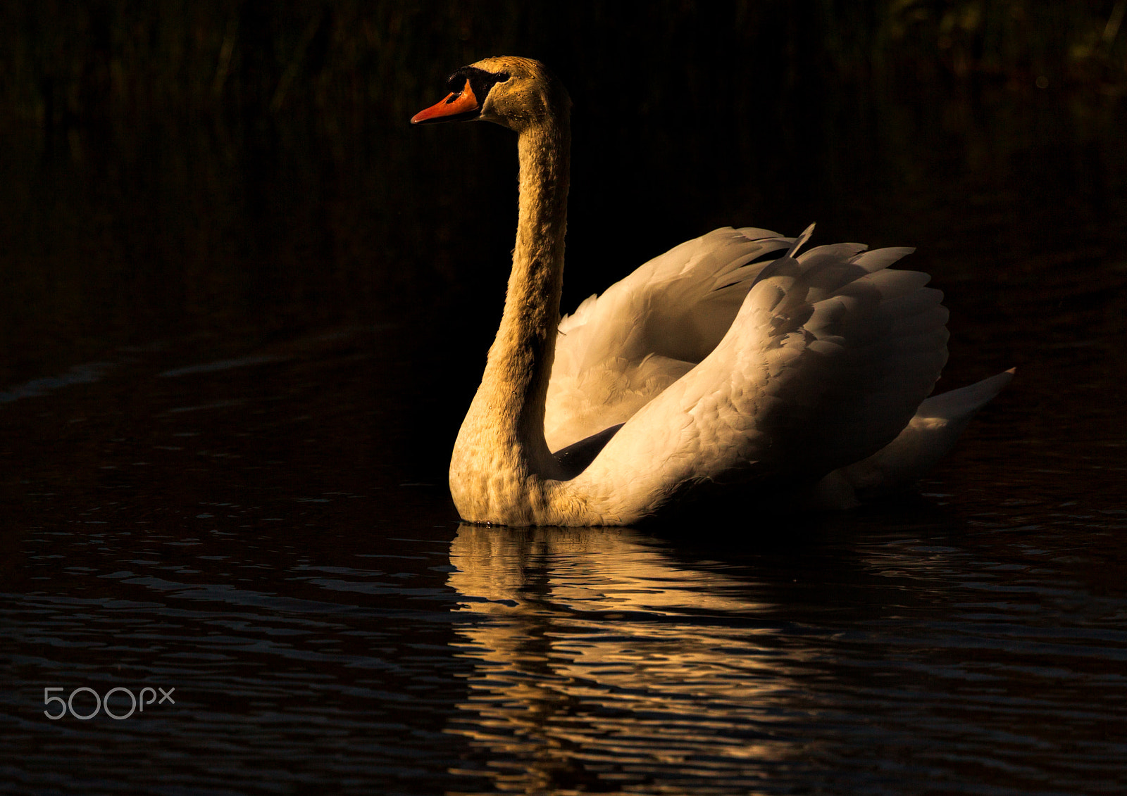 Canon EF 300mm F2.8L IS II USM sample photo. Watching the sunset photography