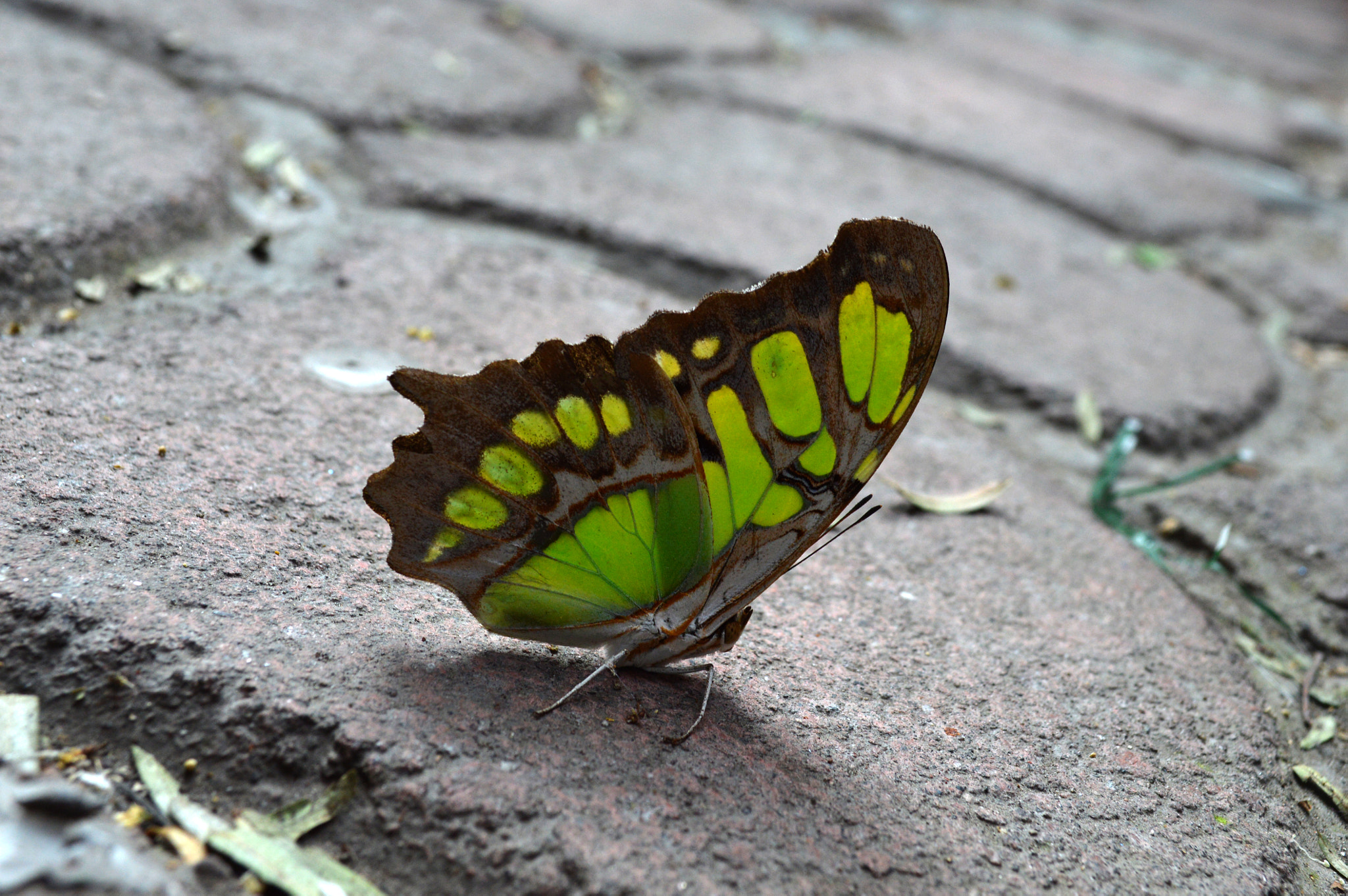 Nikon D3200 + PC Micro-Nikkor 85mm f/2.8D sample photo. Mariposaverde photography