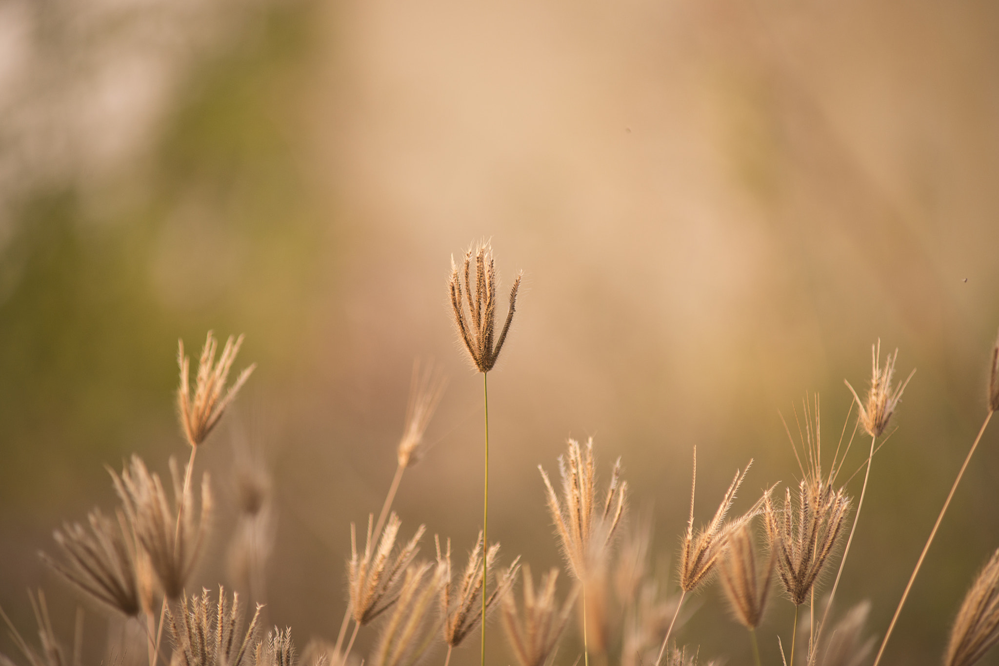 Nikon D610 + AF Zoom-Nikkor 70-210mm f/4 sample photo. No name photography