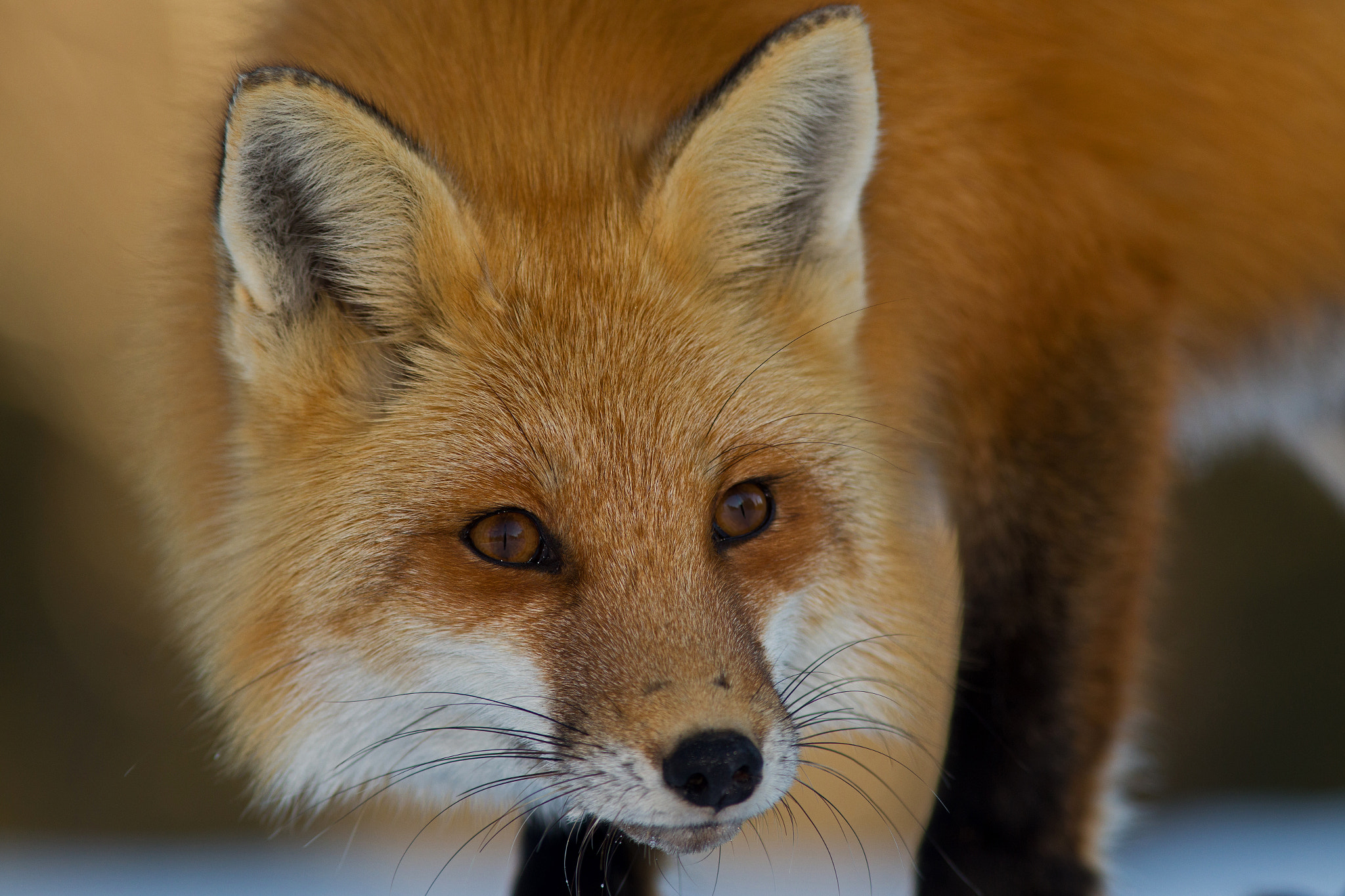 Canon EF 300mm F4L IS USM sample photo. Red fox 9123 photography